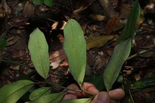 Diospyros australis, photograph 6