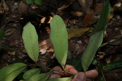 Diospyros australis, photograph (c) Greg Tasney, some rights reserved (CC BY-SA)