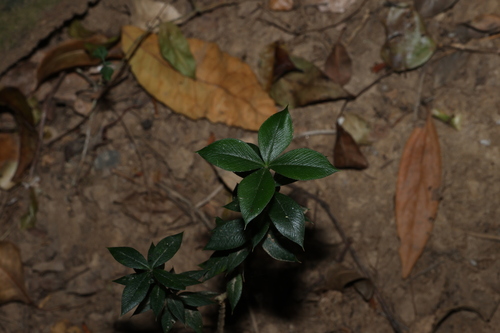 Alyxia ruscifolia, photograph 6