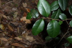 Diospyros geminata, photograph (c) Greg Tasney, some rights reserved (CC BY-SA)