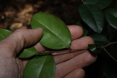 Diospyros geminata, photograph 6