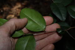 Diospyros geminata, photograph (c) Greg Tasney, some rights reserved (CC BY-SA)