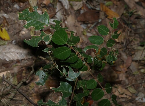 Austrosteenisia blackii, photograph 1