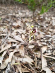Caladenia barbarossa