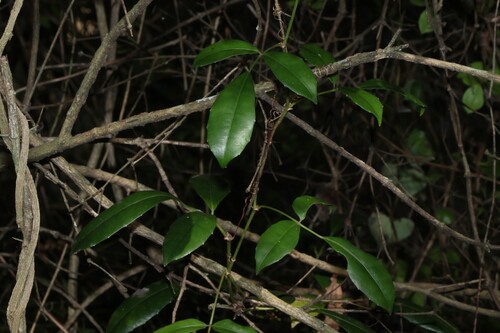 Tetrastigma nitens, photograph 2