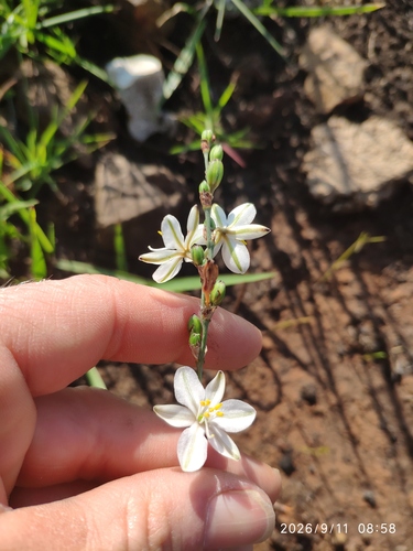 Chlorophytum cooperi, photograph 2