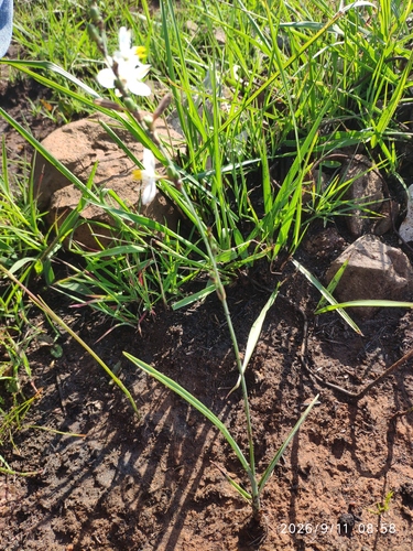 Chlorophytum cooperi, photograph 1