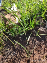 Chlorophytum cooperi