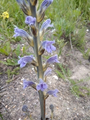 Phelipanche purpurea