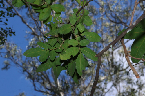 Alectryon tomentosus