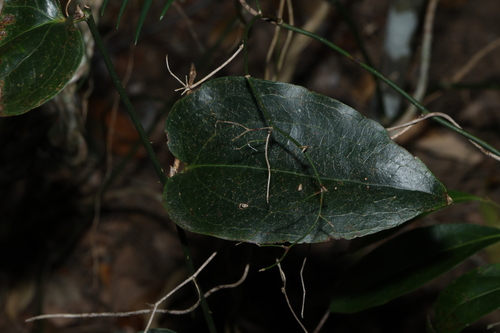 Smilax australis, photograph 4