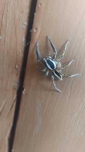 Pantropical Jumping Spider