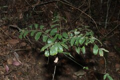 Jagera pseudorhus, photograph (c) Greg Tasney, some rights reserved (CC BY-SA)