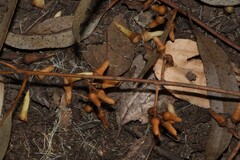Eucalyptus tereticornis
