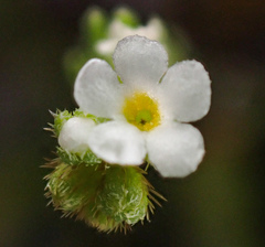 Plagiobothrys stipitatus micranthus