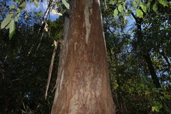 Eucalyptus tereticornis, photograph (c) Greg Tasney, some rights reserved (CC BY-SA)