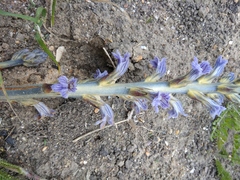 Phelipanche purpurea