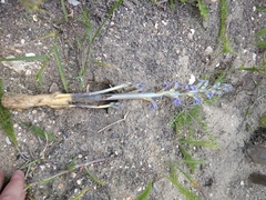 Phelipanche purpurea