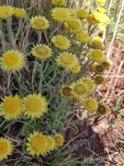 Helichrysum aureum, photograph (c) Antoinette Eyssell Knox, some rights reserved (CC BY-SA)