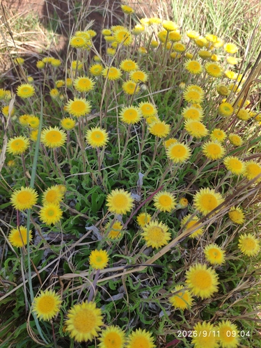 Helichrysum aureum, photograph 3