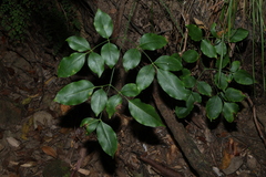 Polyscias elegans, photograph (c) Greg Tasney, some rights reserved (CC BY-SA)