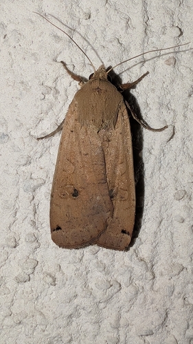 Large Yellow Underwing