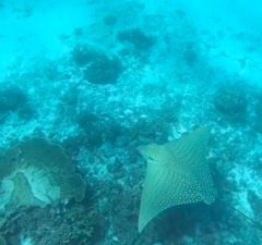 Aetomylaeus vespertilio