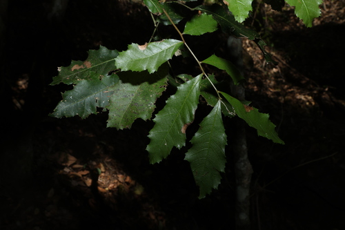Elattostachys xylocarpa, photograph 4