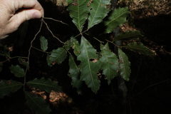 (c) Greg Tasney, some rights reserved (CC BY-SA) Elattostachys xylocarpa, photograph (c) Greg Tasney, some rights reserved (CC BY-SA)