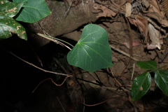 Sarcopetalum harveyanum, photograph (c) Greg Tasney, some rights reserved (CC BY-SA)
