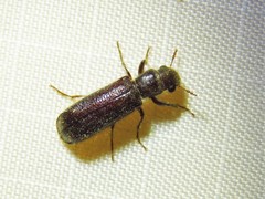 Melalgus plicatus