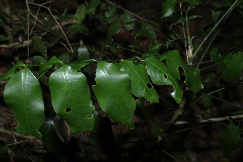 Pentaceras australe, photograph 5