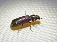 Melalgus plicatus