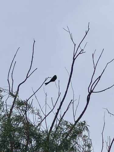 Black Drongo