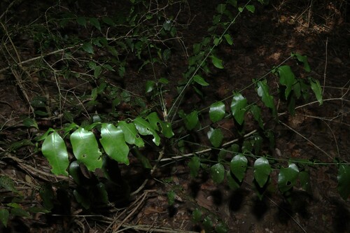 Pentaceras australe, photograph 6