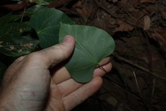 Sarcopetalum harveyanum, photograph (c) Greg Tasney, some rights reserved (CC BY-SA)