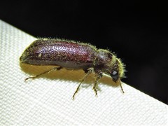 Melalgus plicatus