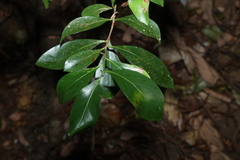 Denhamia disperma