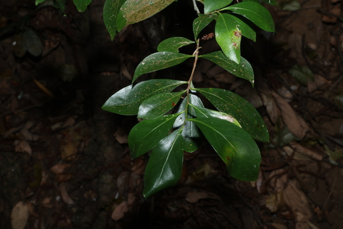 Denhamia disperma, photograph 1