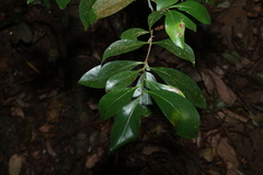 Denhamia disperma, photograph (c) Greg Tasney, some rights reserved (CC BY-SA)