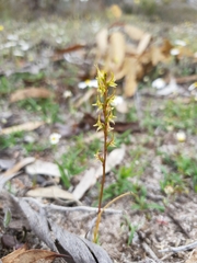 Prasophyllum gracile