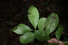 Denhamia disperma, photograph (c) Greg Tasney, some rights reserved (CC BY-SA)