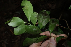 Denhamia disperma, photograph (c) Greg Tasney, some rights reserved (CC BY-SA)