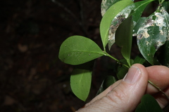 Denhamia disperma, photograph (c) Greg Tasney, some rights reserved (CC BY-SA)