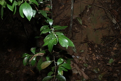 Denhamia disperma, photograph (c) Greg Tasney, some rights reserved (CC BY-SA)