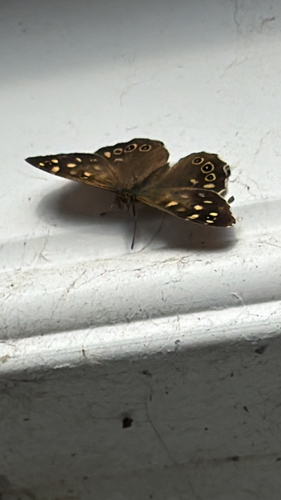 Speckled Wood