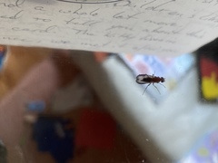 Opomyzoidea