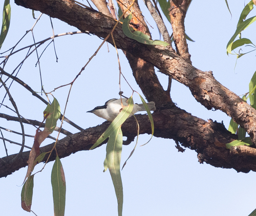White-throated Honeyeater