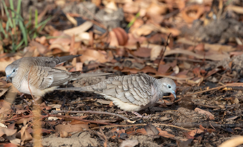 Peaceful Dove