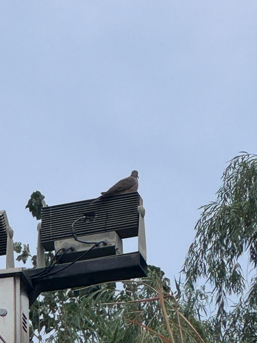 Spotted Dove